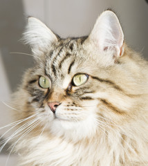  brown tabby cat outdoor, siberian breed