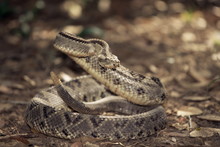 Close-up Of A Rattlesnake, Belize
