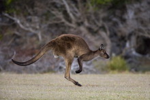 Kangaroo Island Grey Kangaroo (Macropus Fuliginosus), Kelly Hill Conservation, Kangaroo Island, South Australia