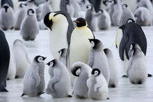 Colony Of Emperor Penguins (Aptenodytes Forsteri) And Chicks, Snow Hill Island, Weddell Sea, Antarctica