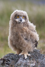 European Eagle Owl Chick (Bubo Bubo), Captive