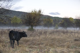 Fototapeta Konie - Cows in a meadow during a foggy dawn