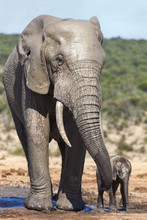 African Elephants (Loxodonta Africana) Adult And Baby, Addo National Park, Eastern Cape
