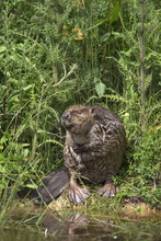 Eurasian Beaver (Castor Fiber), Captive In Breeding Programme