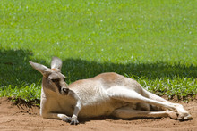 Kangaroo Lying