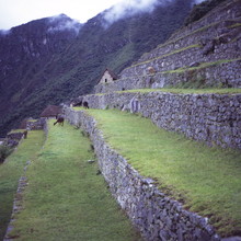 Llamas Eat Grass Near The Main Entrance Of Machu Picchu, Peru
