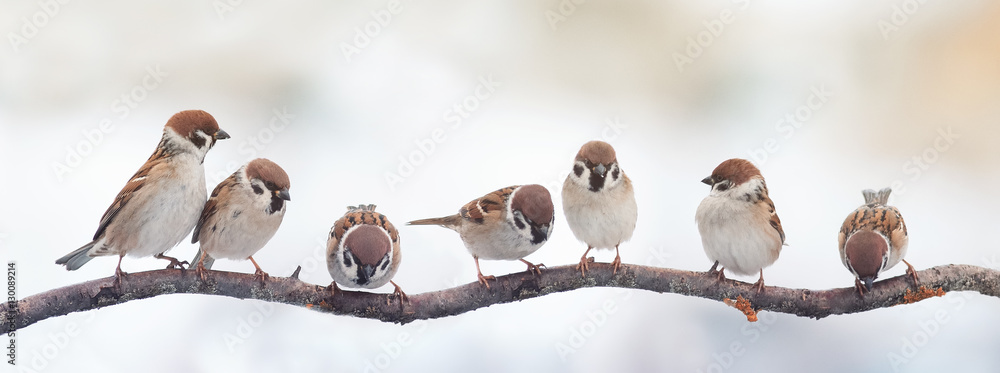  small funny birds sparrows sitting on a branch on the panoramic picture - obrazy, fototapety, plakaty 