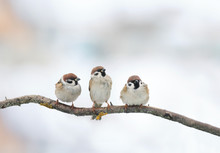 Three Funny Birds Sparrow Sitting On A Branch In Winter
