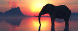 Fototapeta Zwierzęta - elephant and sunset