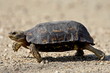 © robertharding - Speke's Hinged Tortoise (Kinixys spekii), Kruger National Park