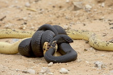 Cape Cobra (Naja Nivea) And Mole Snake (Pseudaspis Cana) Fighting, Kgalagadi Transfrontier Park, Encompassing The Former Kalahari Gemsbok National Park