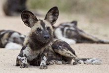 African Wild Dog (African Hunting Dog) (Cape Hunting Dog) (Lycaon Pictus), Kruger National Park