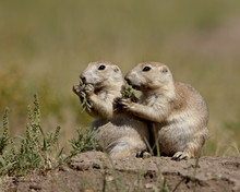 Two Blacktail Prairie Dog (Cynomys Ludovicianus) Eating, Wind Cave National Park, South Dakota