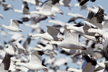 Flock Of Snow Goose (Chen Caerulescens) Blasting Off, Bosque Del Apache National Wildlife Refuge, New Mexico