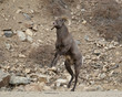 © robertharding - Bighorn sheep (Ovis canadensis) ram about to start a head butt durng the rut, Clear Creek County, Colorado