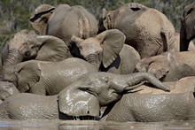 Group Of African Elephant (Loxodonta Africana) Mud Bathing, Addo Elephant National Park