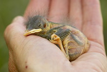 Baby Western Bluebird (Sialia Mexicana), Douglas County, Colorado
