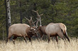 © robertharding - Two bull elk (Cervus canadensis) sparring during the rut, Jasper National Park, Alberta, Canada