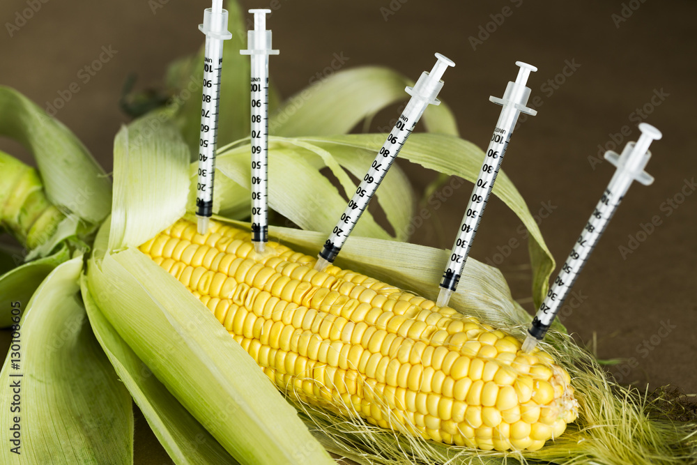 Concept,  GMO Corn - obrazy, fototapety, plakaty 