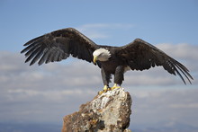 Bald Eagle (Haliaeetus Leucocephalus) Perched With Spread Wings, Boulder County, Colorado