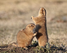 Two Black-tailed Prairie Dog (blacktail Prairie Dog) (Cynomys Ludovicianus) With One Calling, Custer State Park, South Dakota