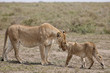 © robertharding - Lioness (Panthera leo) greeting a cub, Serengeti National Park, Tanzania