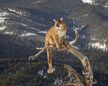 Mountain Lion (Cougar) (Felis Concolor) In A Tree In The Snow, In Captivity, Near Bozeman, Montana