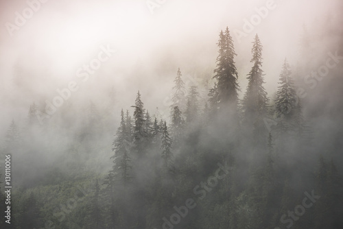 Fotomural Misty Temperate Rainforest, Stikine River, Alaska