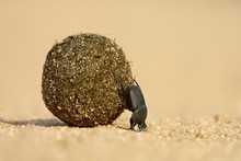Dung Beetle Pushing A Ball Of Dung, Masai Mara National Reserve, Kenya