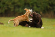 Leinwandbild Motiv Welpe spielt mit Labrador