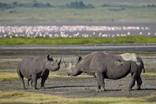 Two Black Rhinoceros (hook-lipped Rhinoceros) (Diceros Bicornis), Ngorongoro Crater, Tanzania 