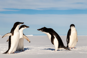 Wall Mural - Adelie penguin inspecting his fellows