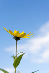 yellow flower