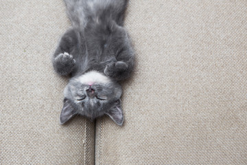 sleeping grey kitten