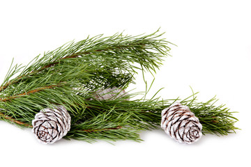 Spruce branches with silver cones on white background