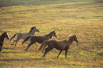 Wall Mural - Mustangs run in early morning light