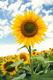 Bright yellow sunflower in field	with a cloudy blue sky