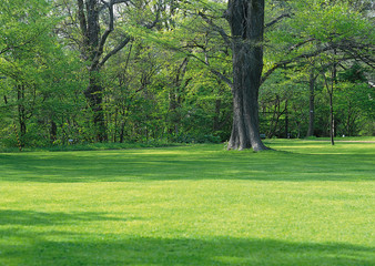 Canvas Print - Lawn