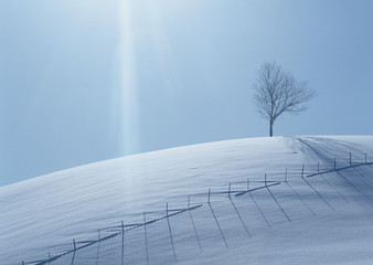 Canvas Print - Snowy Field and Tree