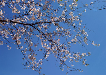 Canvas Print - Cherry Blossom