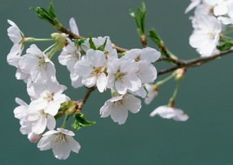 Canvas Print - Cherry Blossom