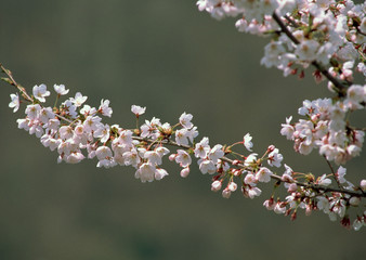 Canvas Print - Cherry Blossom