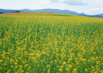 Sticker - Field Mustard