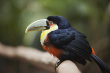 Red-breasted Toucan At Parque Das Aves (Bird Park), Iguacu, Parana, Brazil 