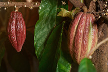 Cocoa Red Pods 