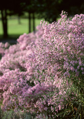 Canvas Print - Aster