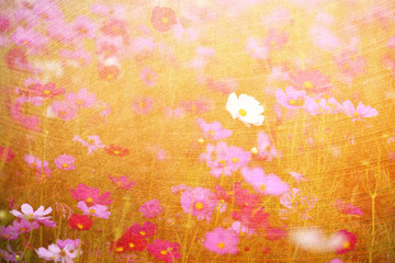 Wall Mural - Cosmos flower picture in the form of a double-exposure.