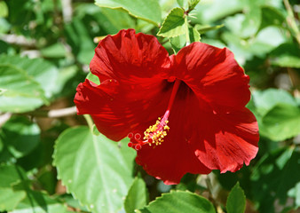 Canvas Print - Hibiscus