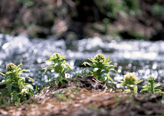 Canvas Print - Butterbur Sprout