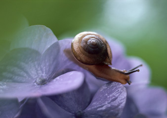 Canvas Print - Hydrangea and Snail